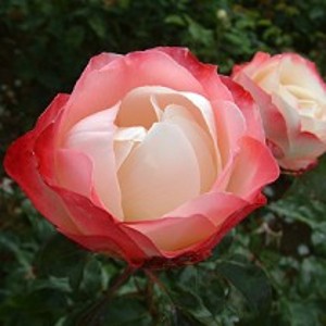 NOSTALGIA (hybrid tea)